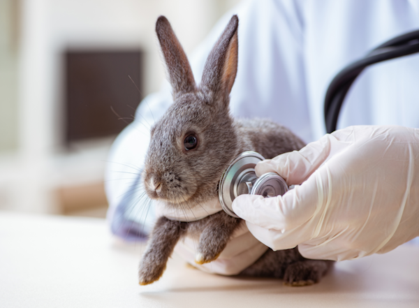 Image of vet examining rabbit.